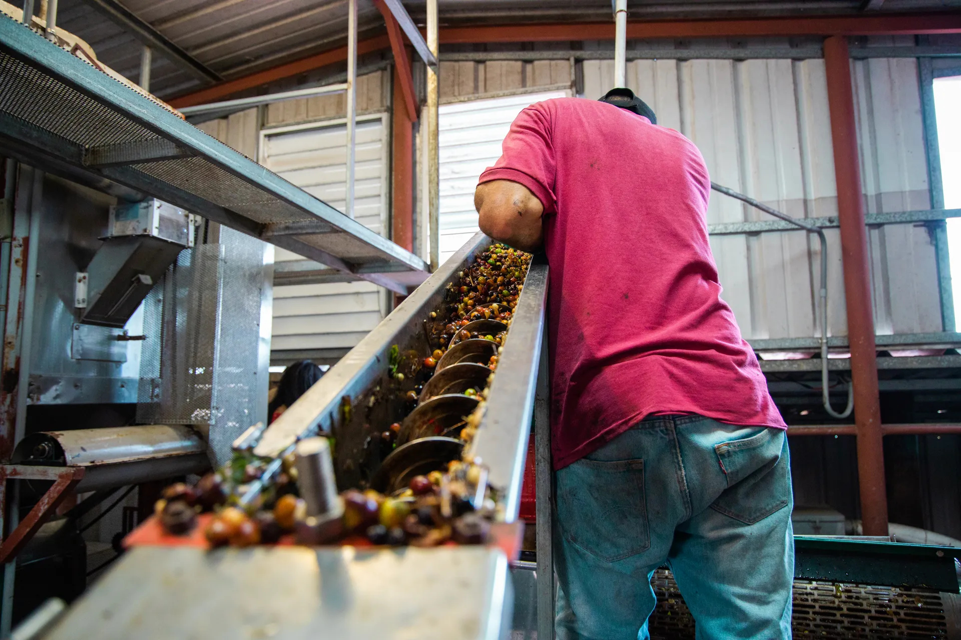 Línea de procesamiento de fruta en planta