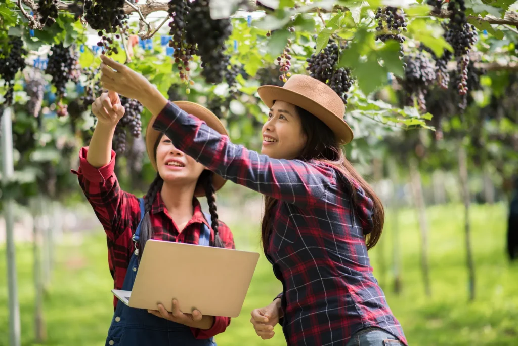 Trabajadores realizando labores en viñedo